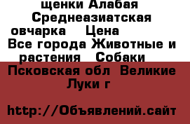 щенки Алабая (Среднеазиатская овчарка) › Цена ­ 15 000 - Все города Животные и растения » Собаки   . Псковская обл.,Великие Луки г.